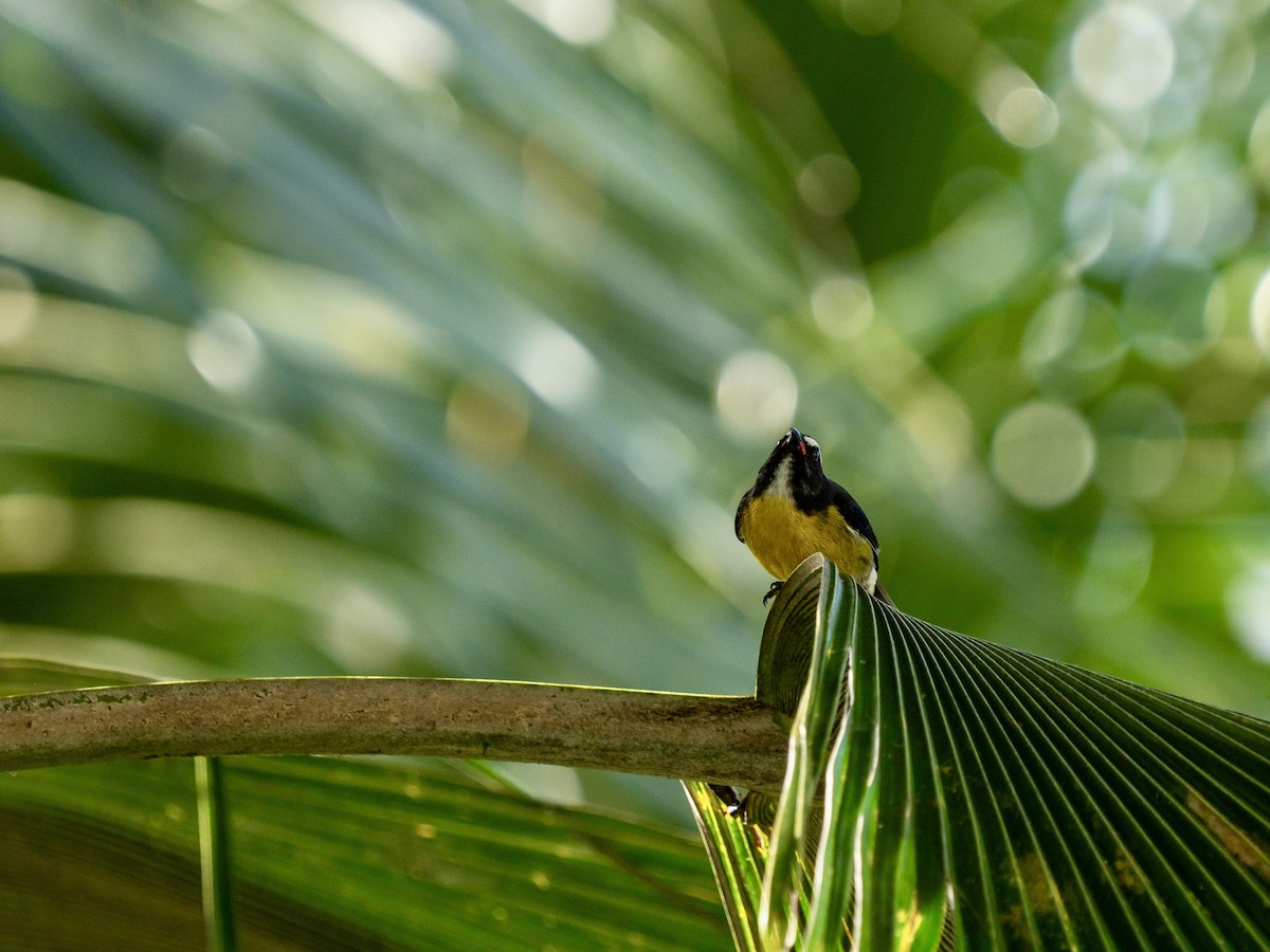 Bananaquit - ML646963437