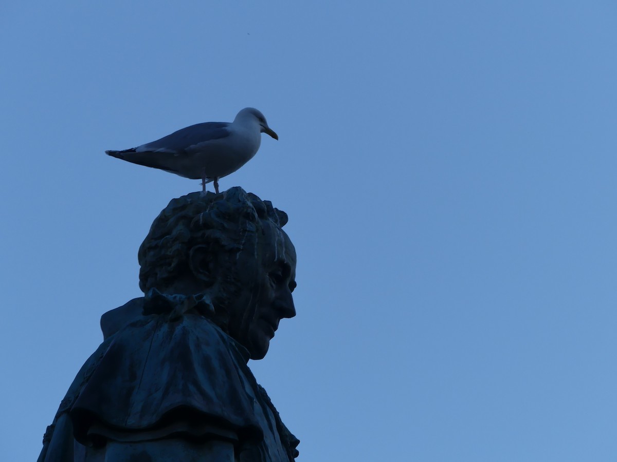 Мөнгөлөг цахлай - ML646963444