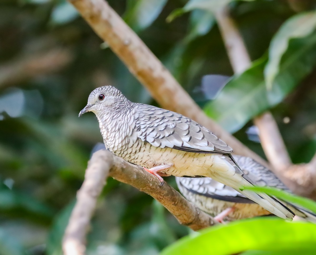 Scaled Dove - ML646963445
