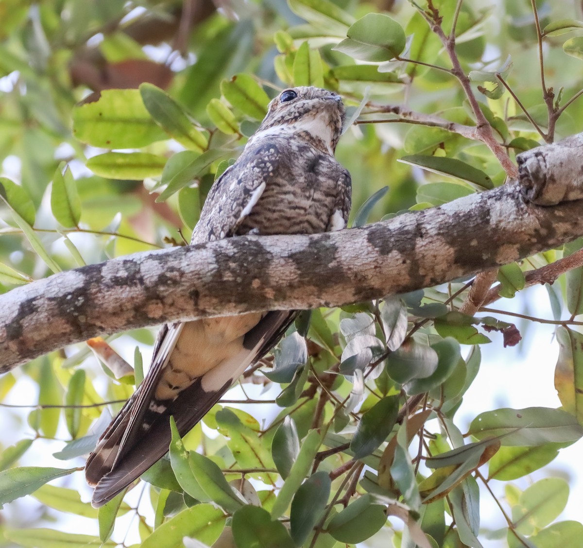 Lesser Nighthawk - ML646963446