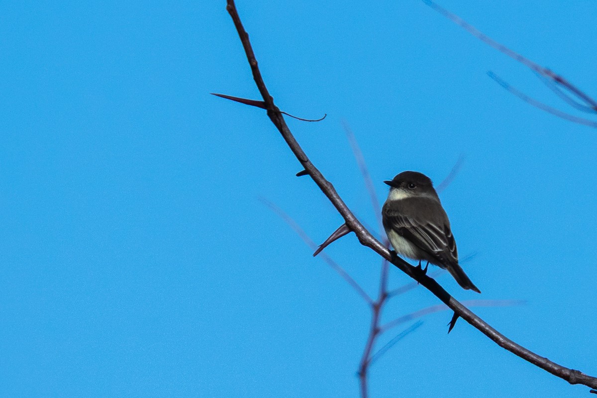 Eastern Phoebe - ML646963448