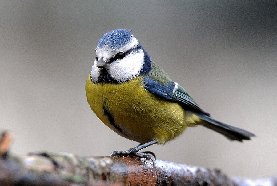 Eurasian Blue Tit - ML646963449
