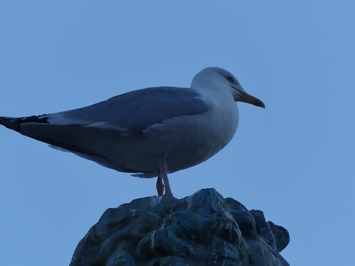 Мөнгөлөг цахлай - ML646963450