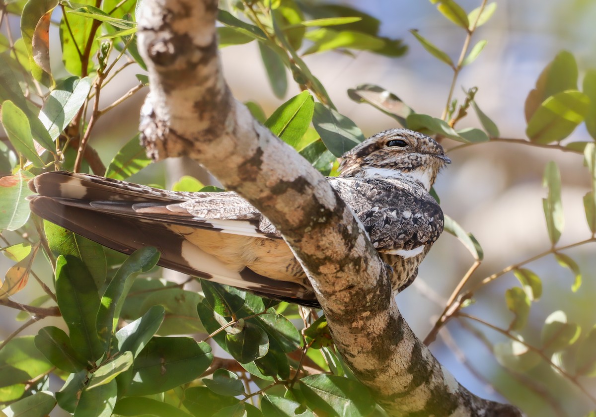 Lesser Nighthawk - ML646963451