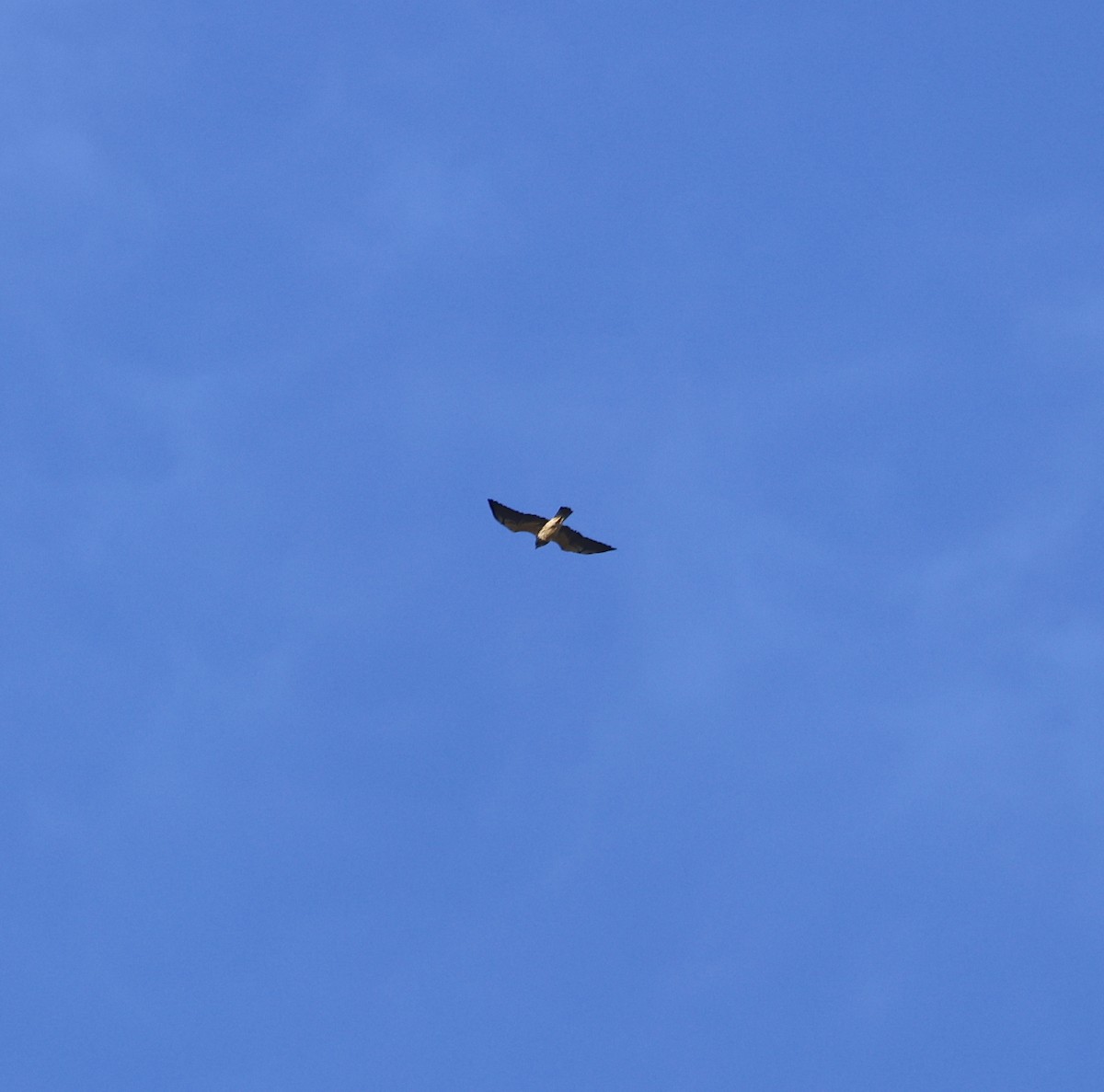 Swainson's Hawk - ML646963453
