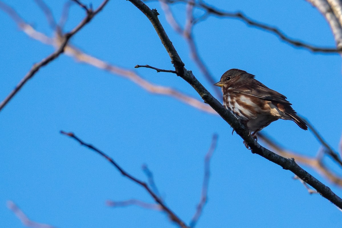 Fox Sparrow - ML646963454