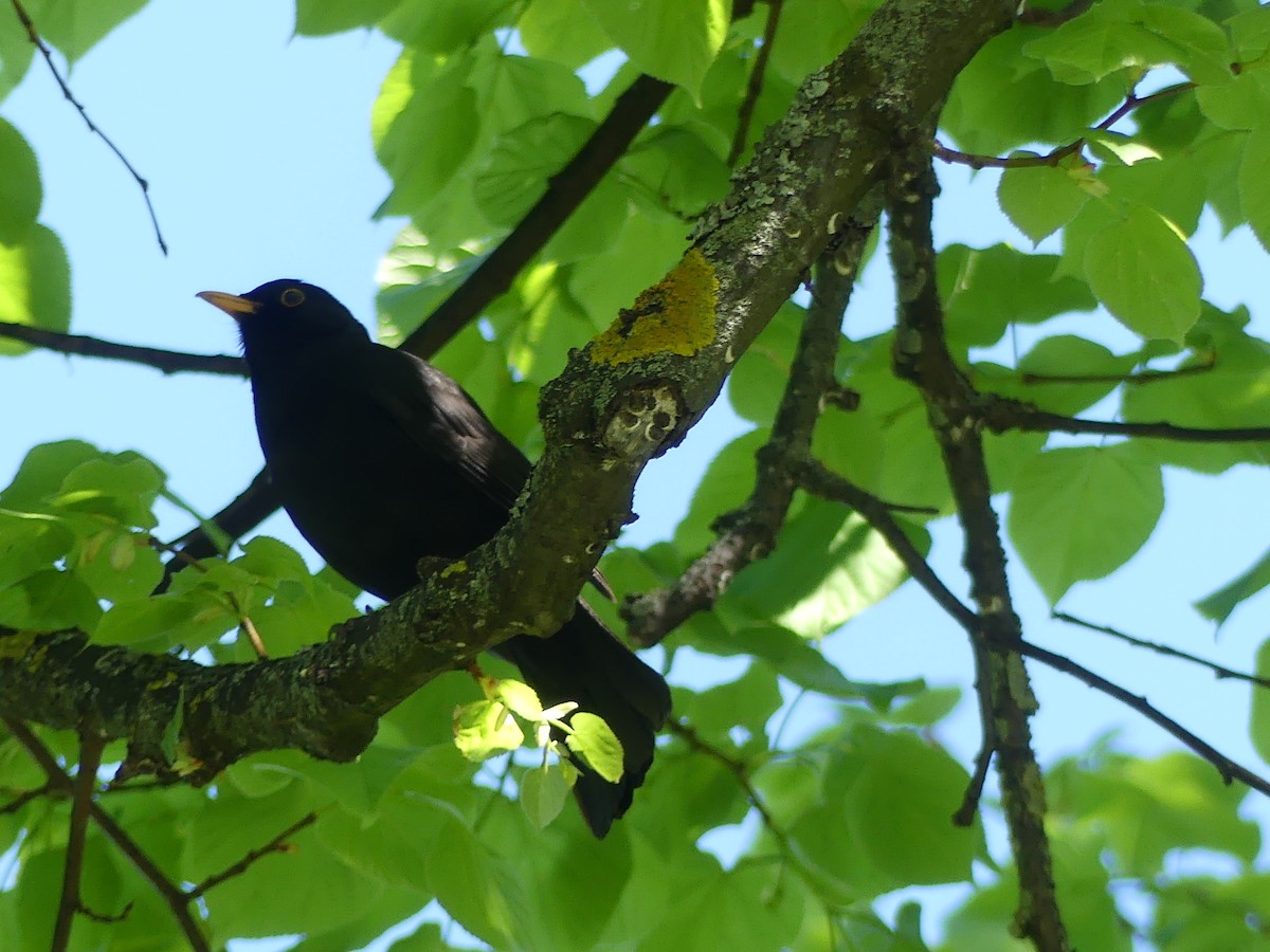 Хар хөөндэй - ML646963455