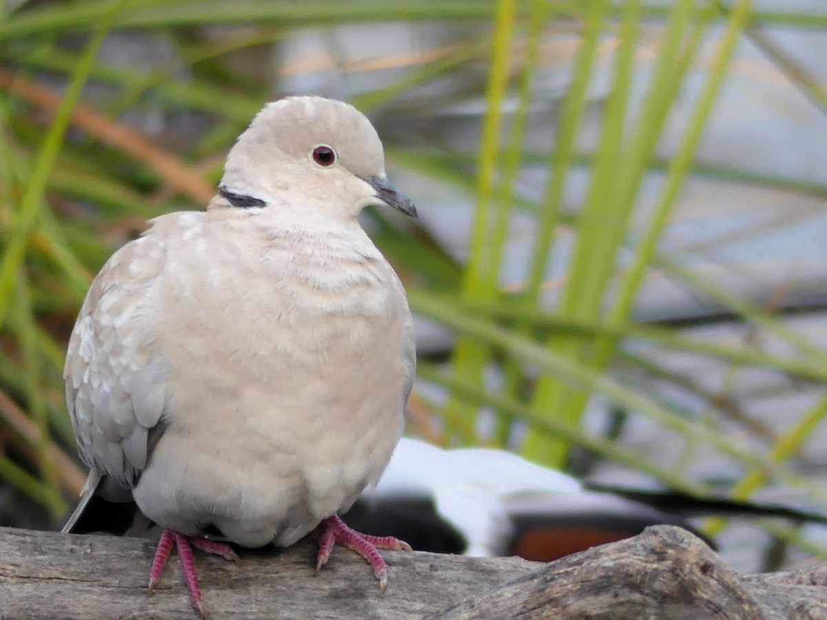 Eurasian Collared-Dove - ML646963456