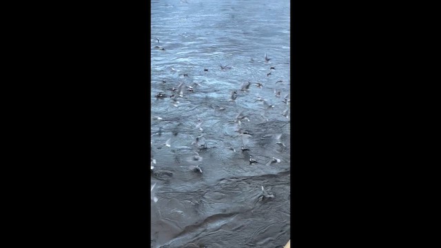 Бонапартова чайка - ML646963457