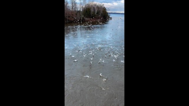 Бонапартова чайка - ML646963458