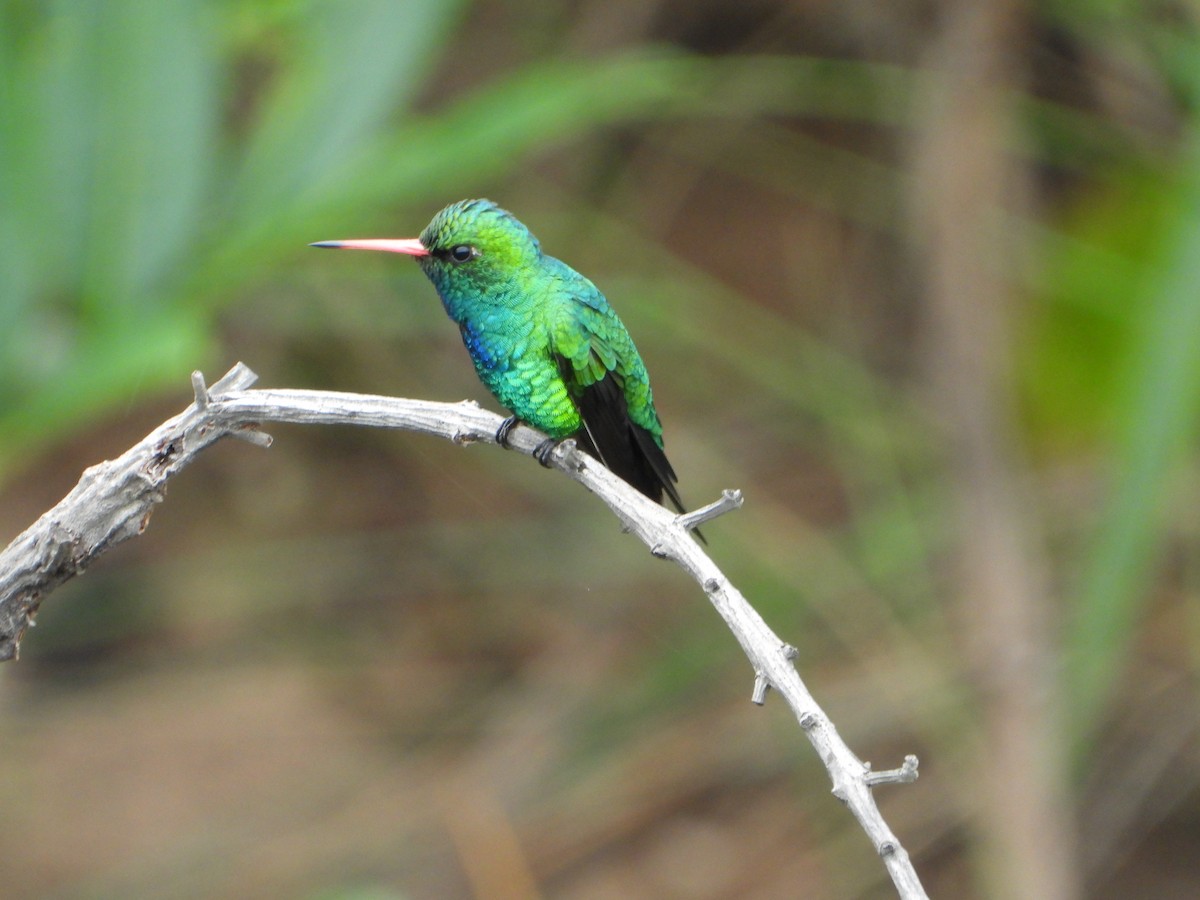 glansbuksmaragd - ML646963459