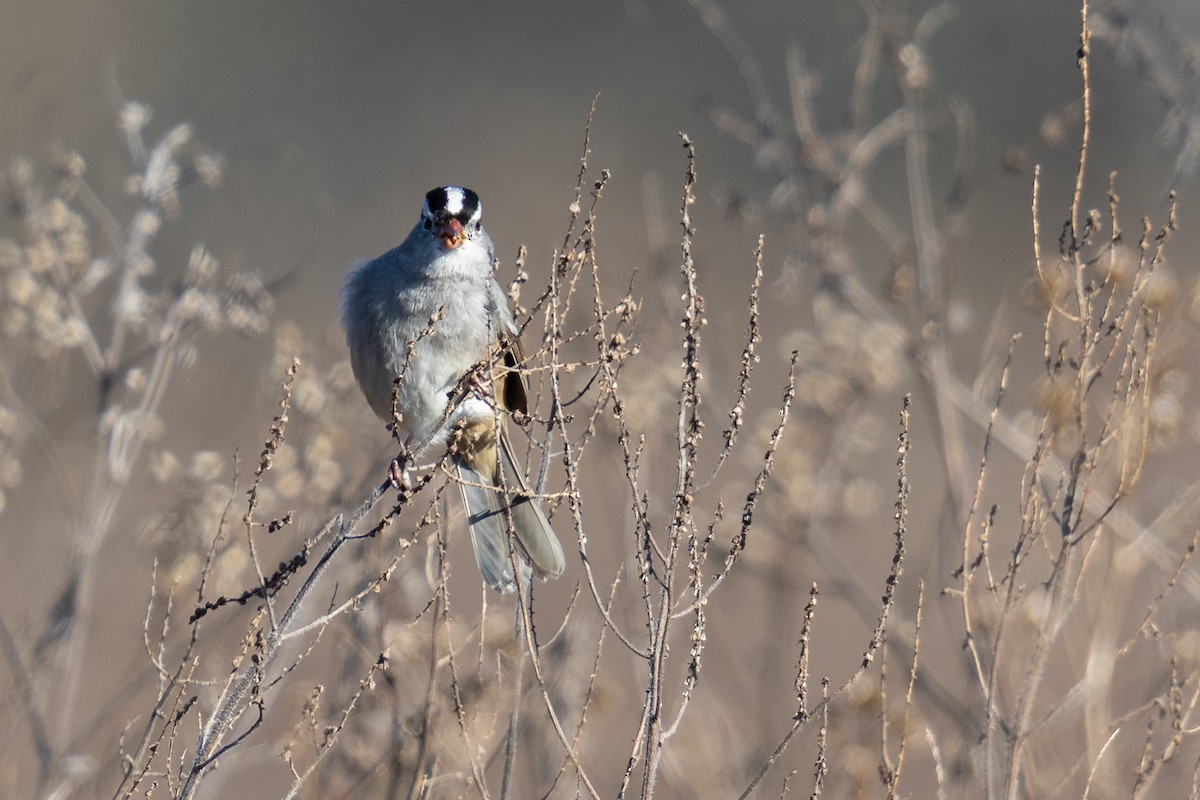White-crowned Sparrow - ML646963460