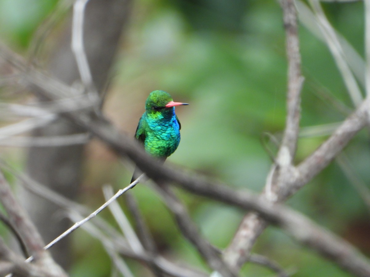 glansbuksmaragd - ML646963461