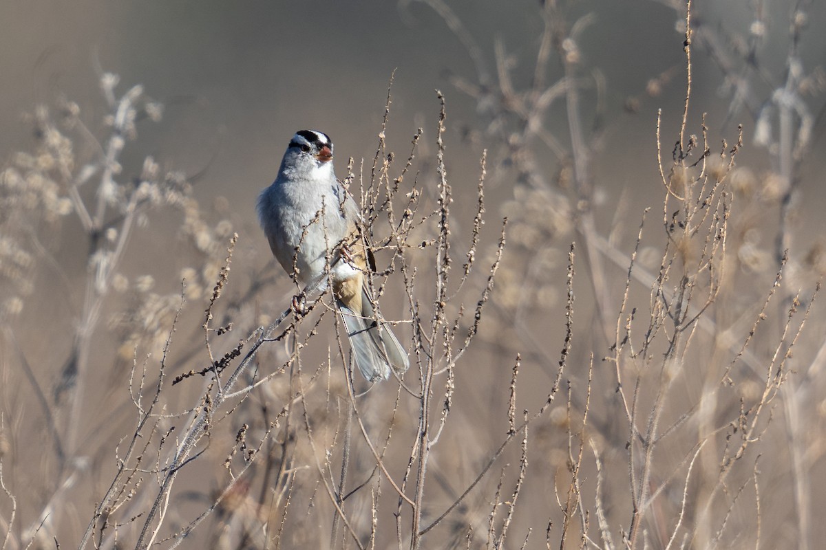 White-crowned Sparrow - ML646963462