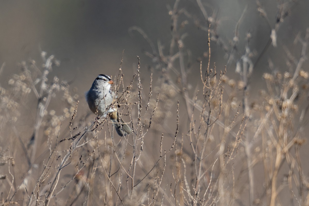 White-crowned Sparrow - ML646963463