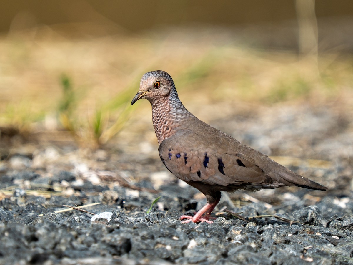 Common Ground Dove - ML646963485