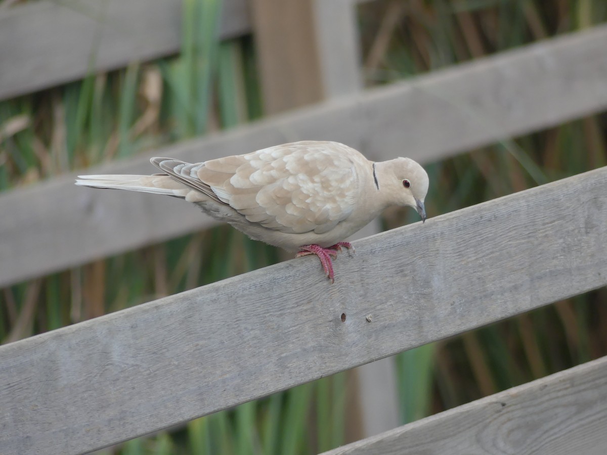 Eurasian Collared-Dove - ML646963487