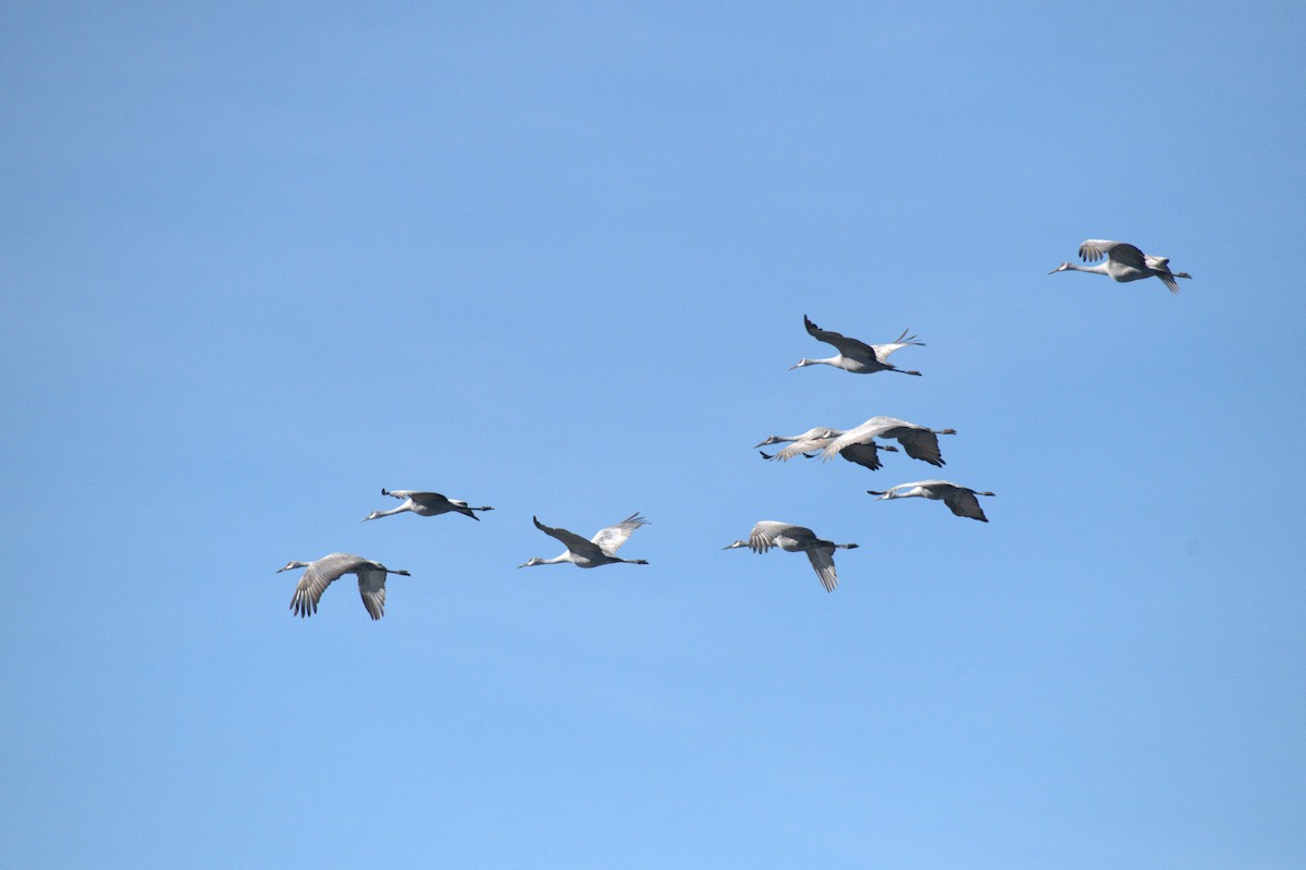 Орог тогоруу - ML646963488