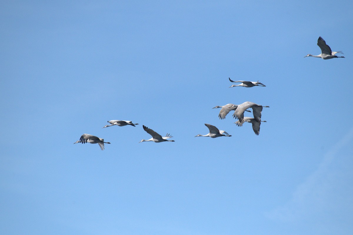 Орог тогоруу - ML646963489