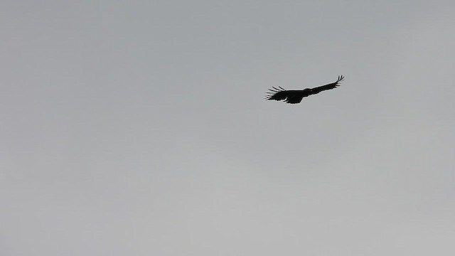 Орел чорний - ML646963492