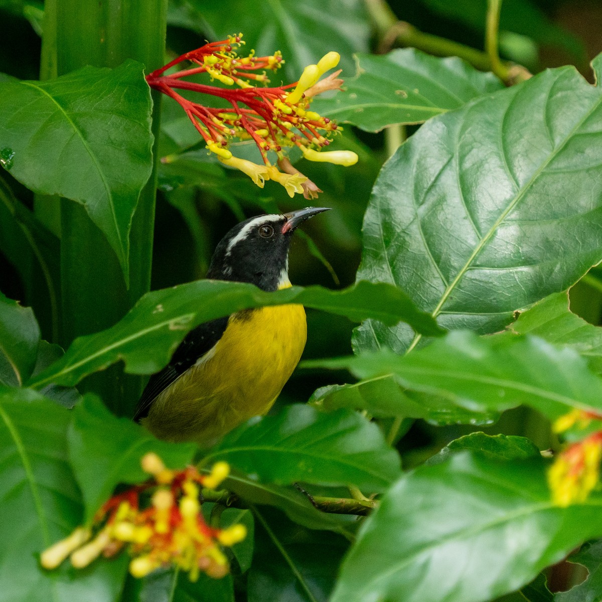 Bananaquit - ML646963493