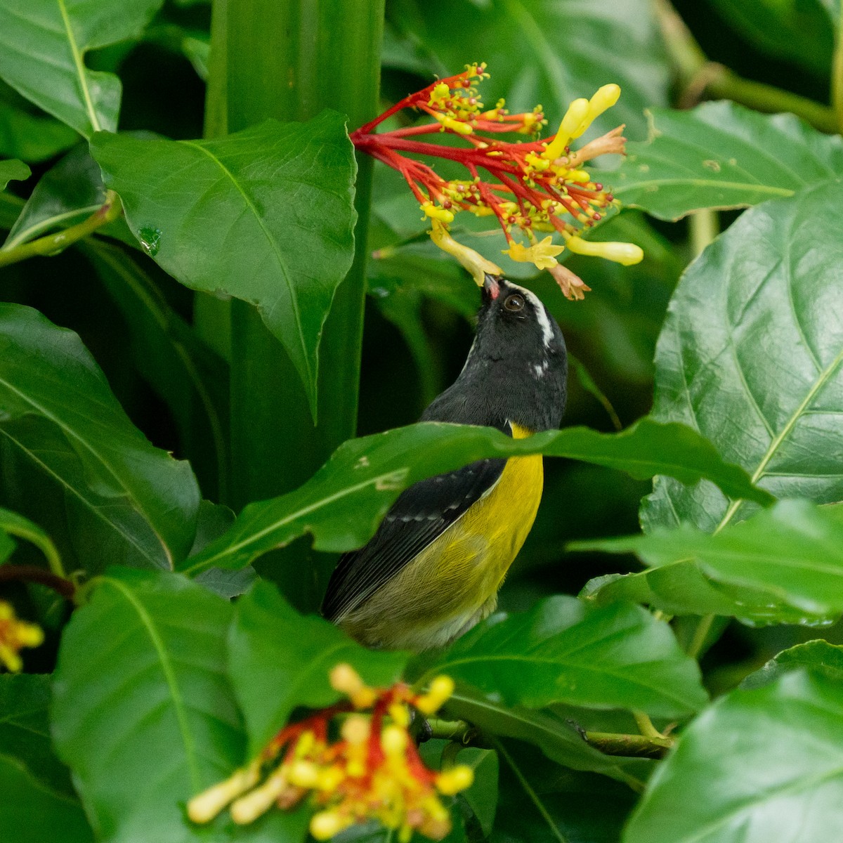 Bananaquit - ML646963494