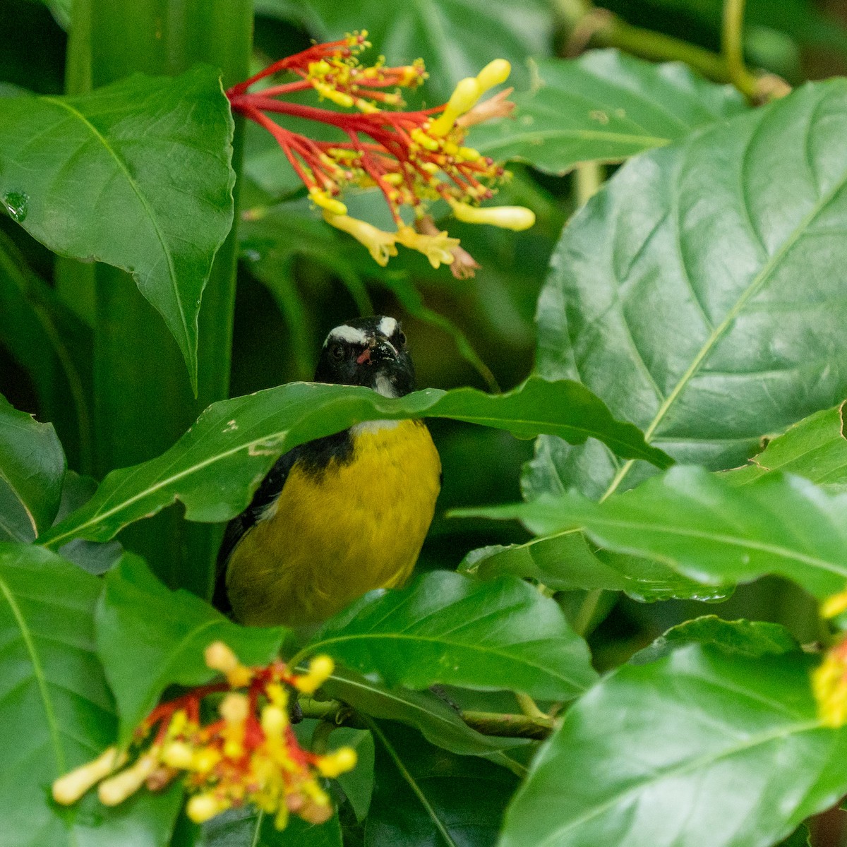 Bananaquit - ML646963495