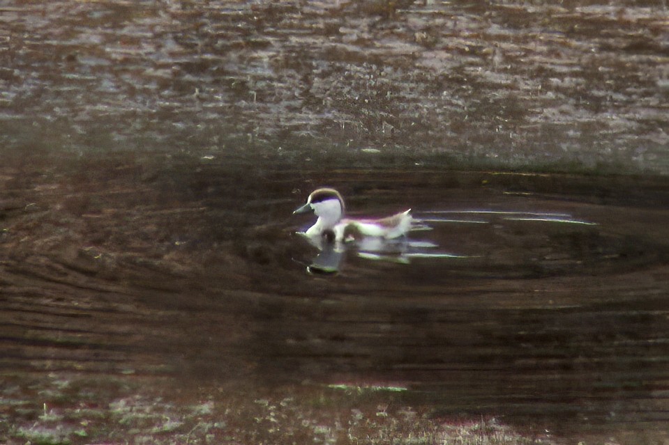 Ruddy Shelduck - ML646963496