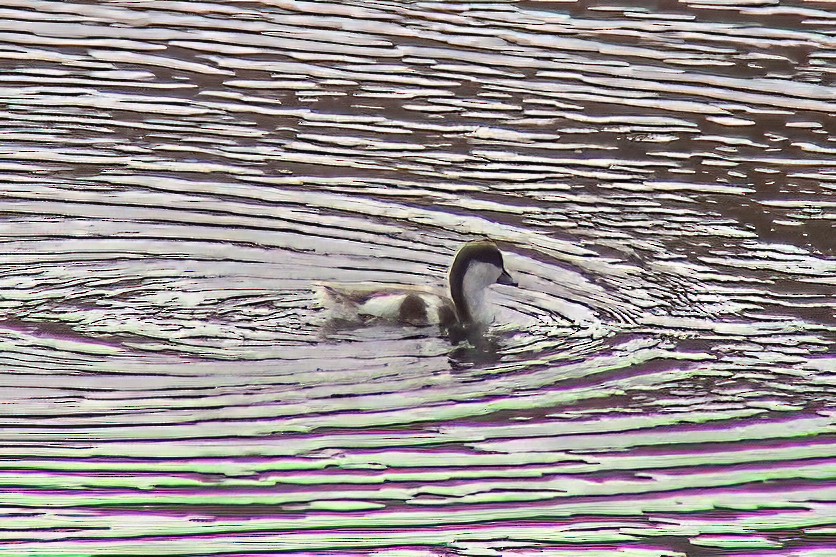 Ruddy Shelduck - ML646963497