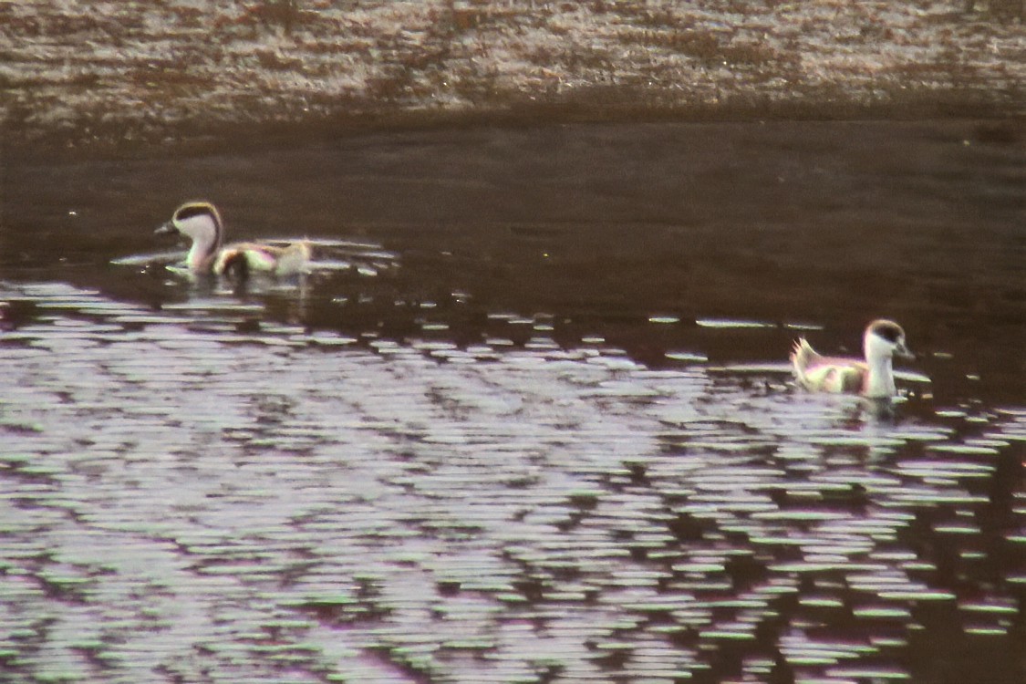 Ruddy Shelduck - ML646963498