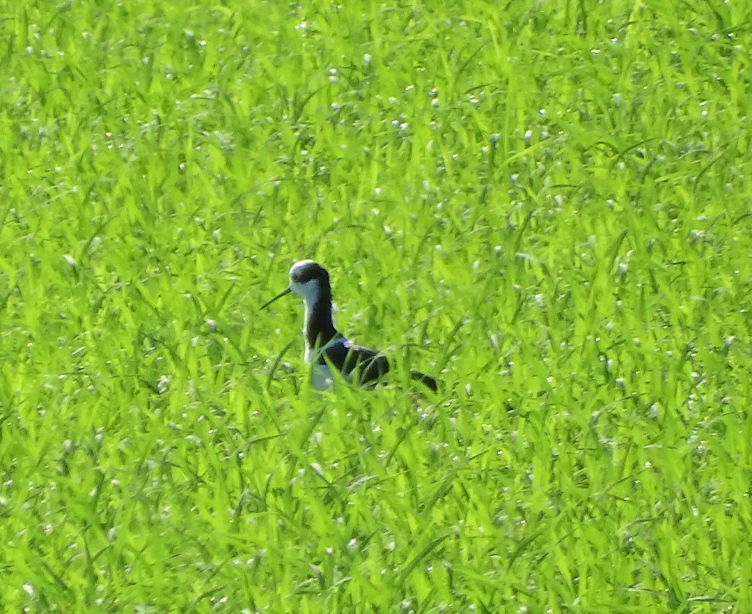 Black-necked Stilt (White-backed) - ML646963499