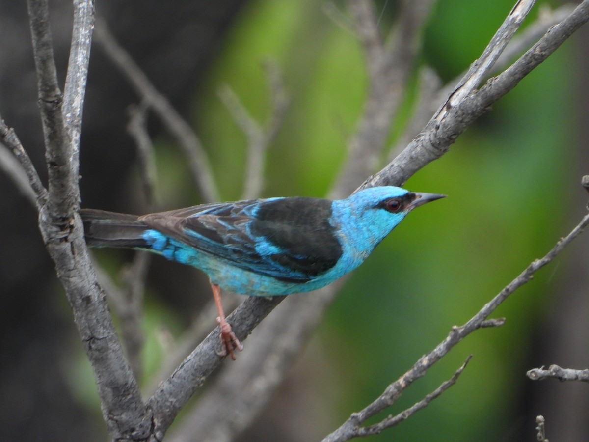Blue Dacnis - ML646963508