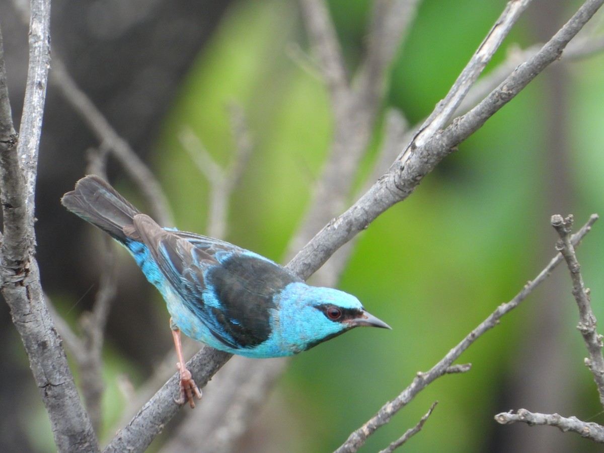 Blue Dacnis - ML646963509