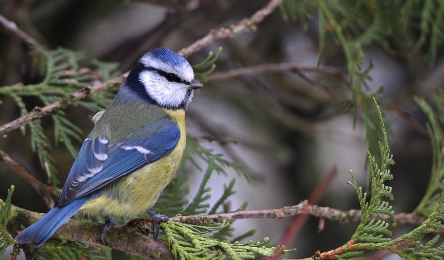 Eurasian Blue Tit - ML646963530