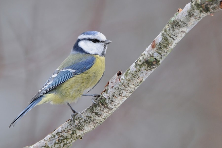 Eurasian Blue Tit - ML646963531