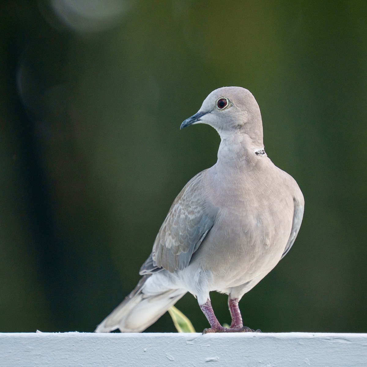 Eurasian Collared-Dove - ML646963532