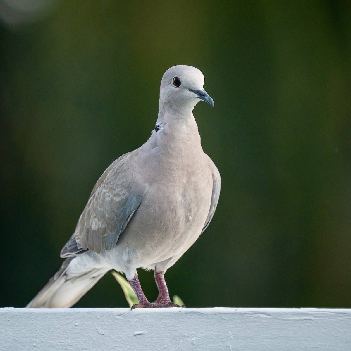 Eurasian Collared-Dove - ML646963533
