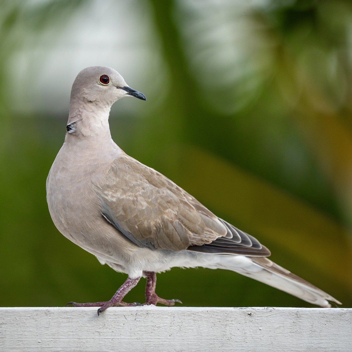 Eurasian Collared-Dove - ML646963534