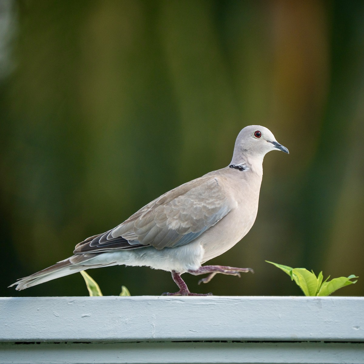 Eurasian Collared-Dove - ML646963535
