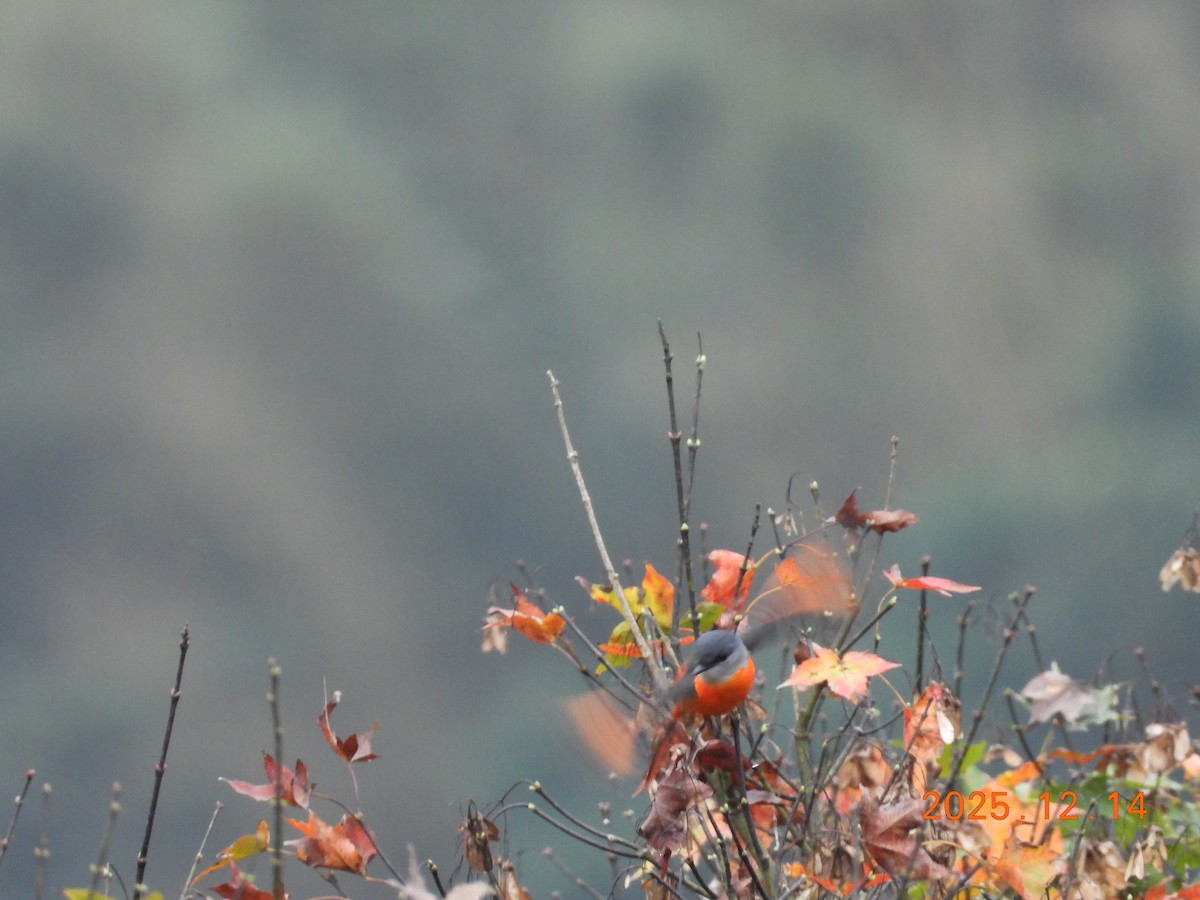 Личинкоїд сірощокий - ML646963536