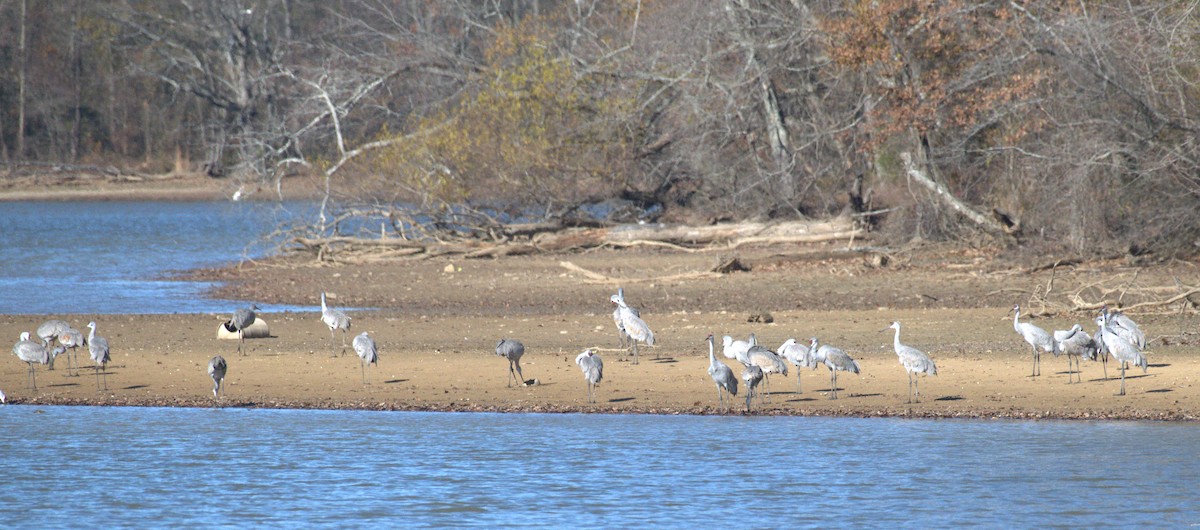 Орог тогоруу - ML646963538