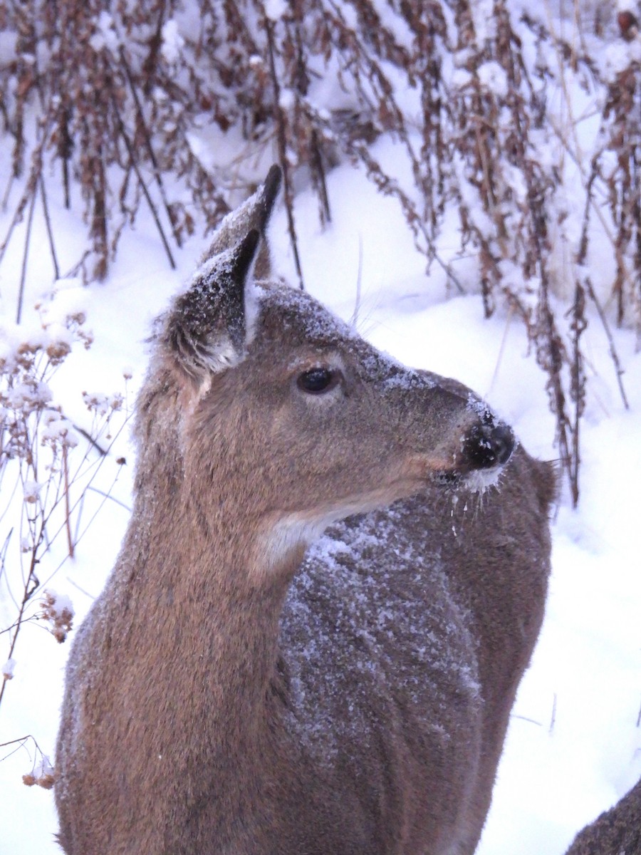 אייל פרדי לבן-זנב - ML646963539