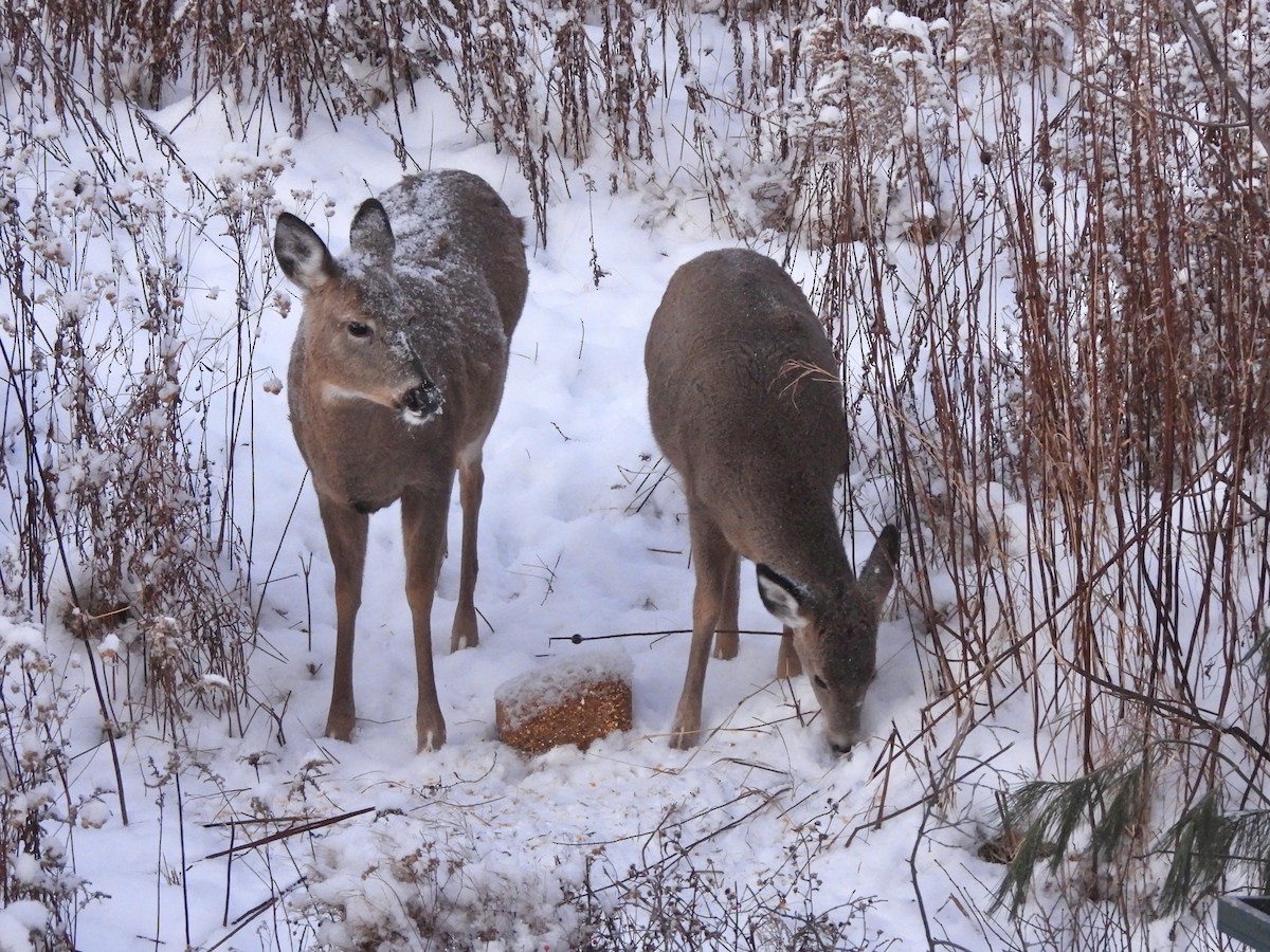 אייל פרדי לבן-זנב - ML646963540