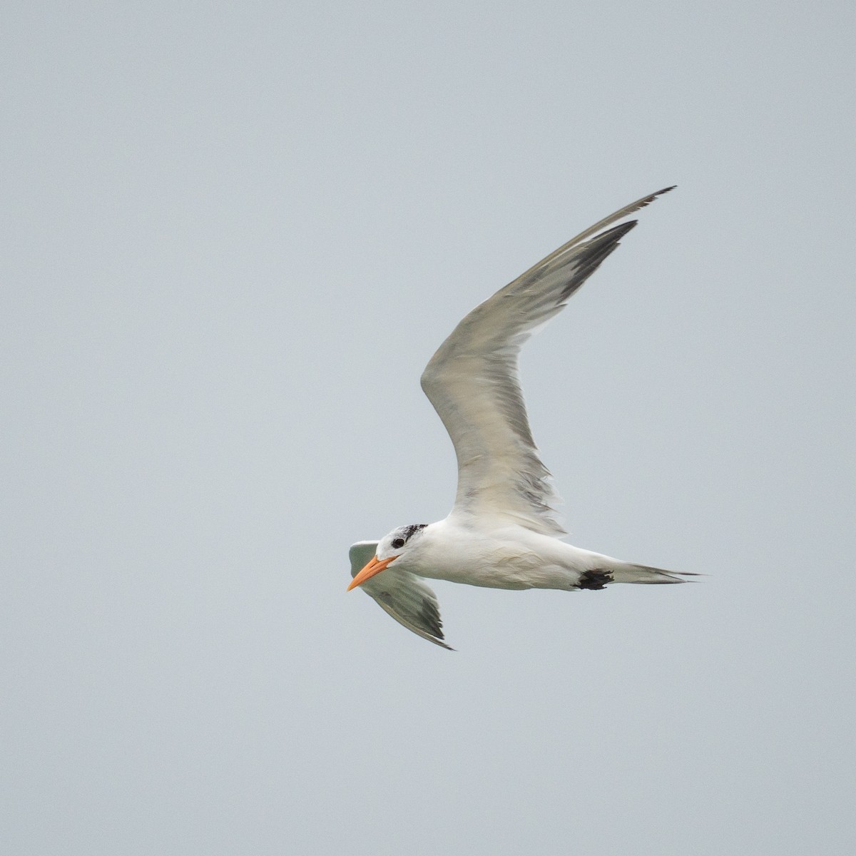 Royal Tern - ML646963541