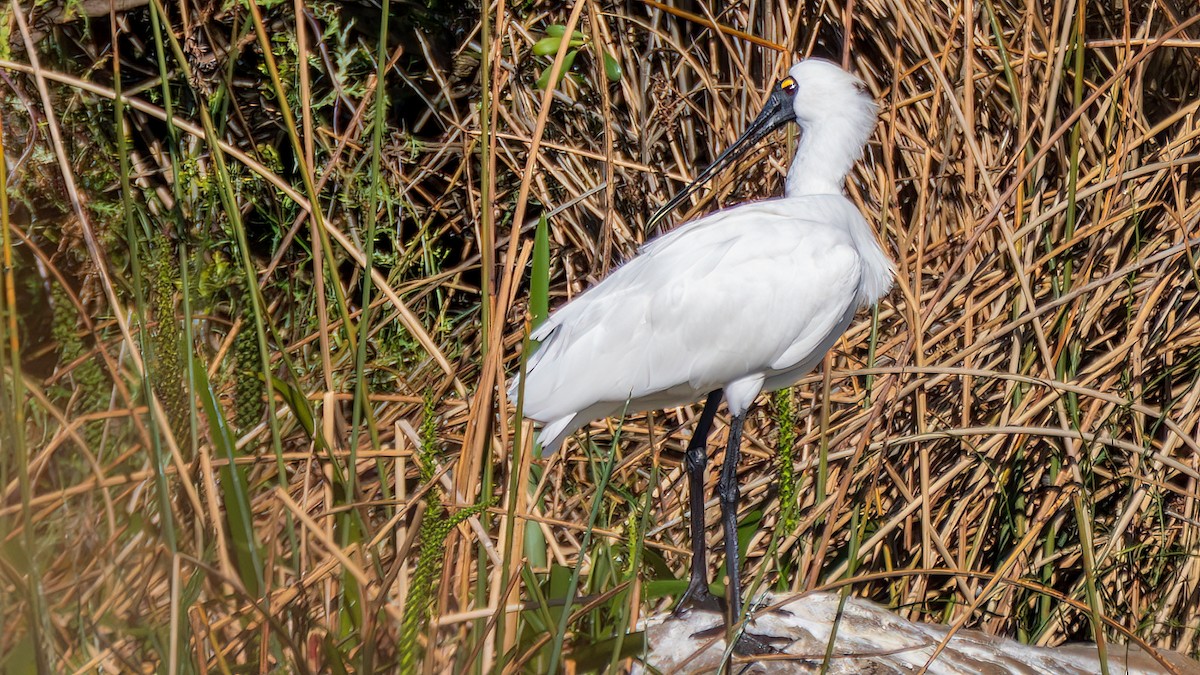 Королевская колпица - ML646963543