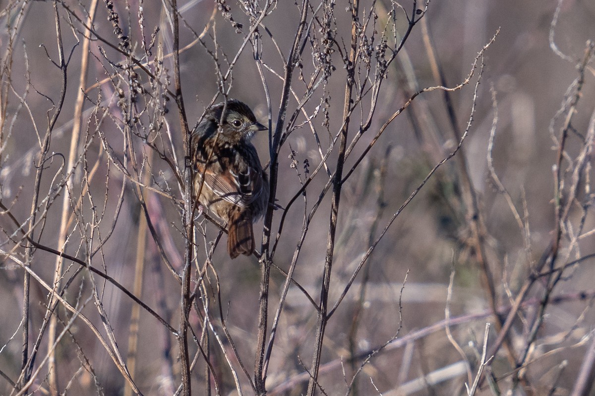 Swamp Sparrow - ML646963545