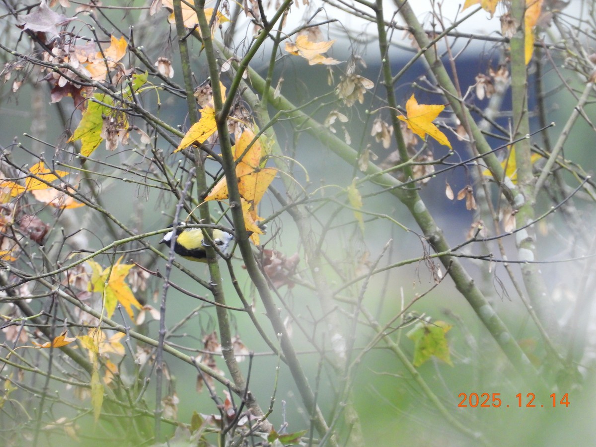 Carbonero Dorsiverde - ML646963546