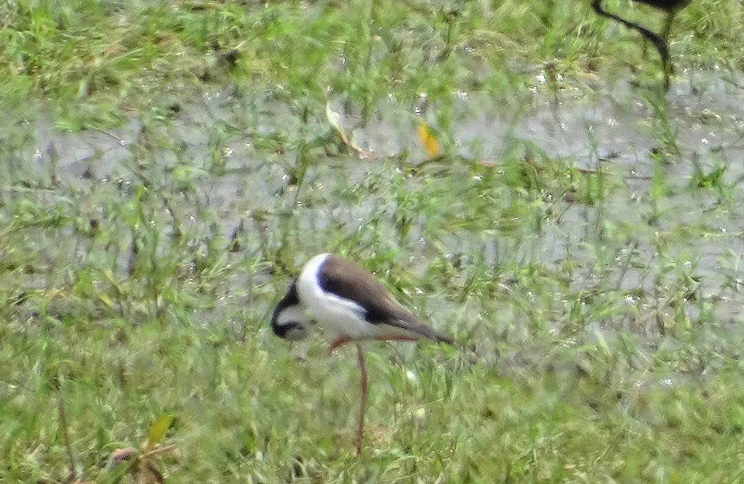 Black-necked Stilt (White-backed) - ML646963554