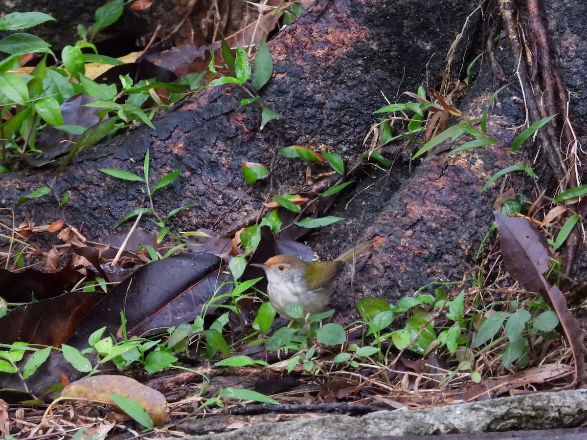 Common Tailorbird - ML646963558