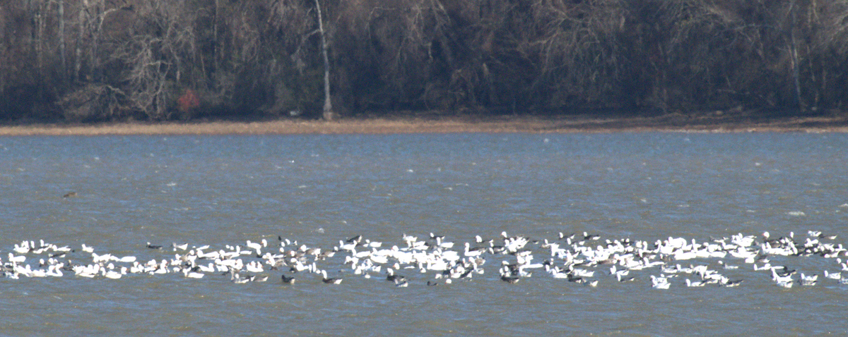 Цасны галуу - ML646963559